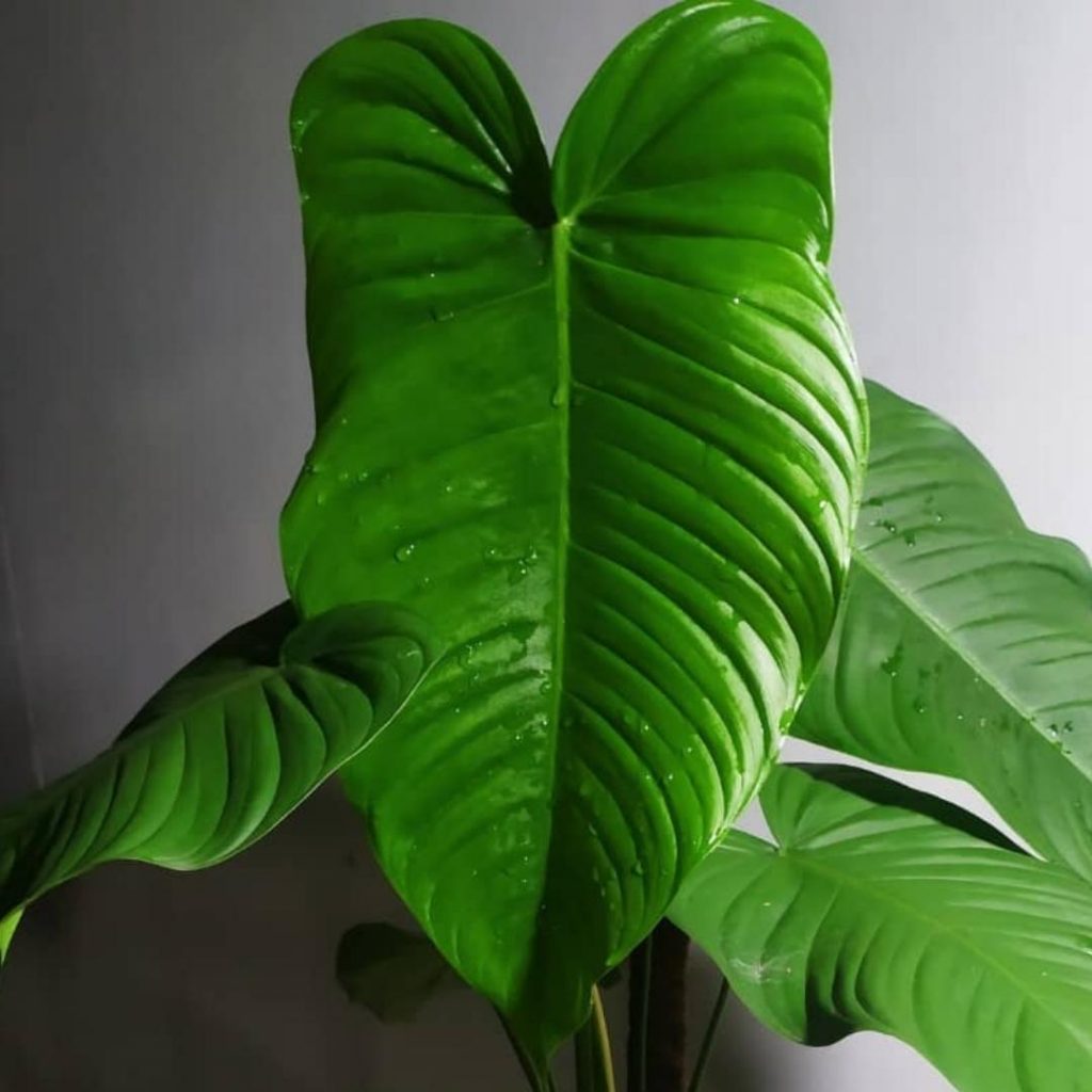 Großer Philodendron tenue