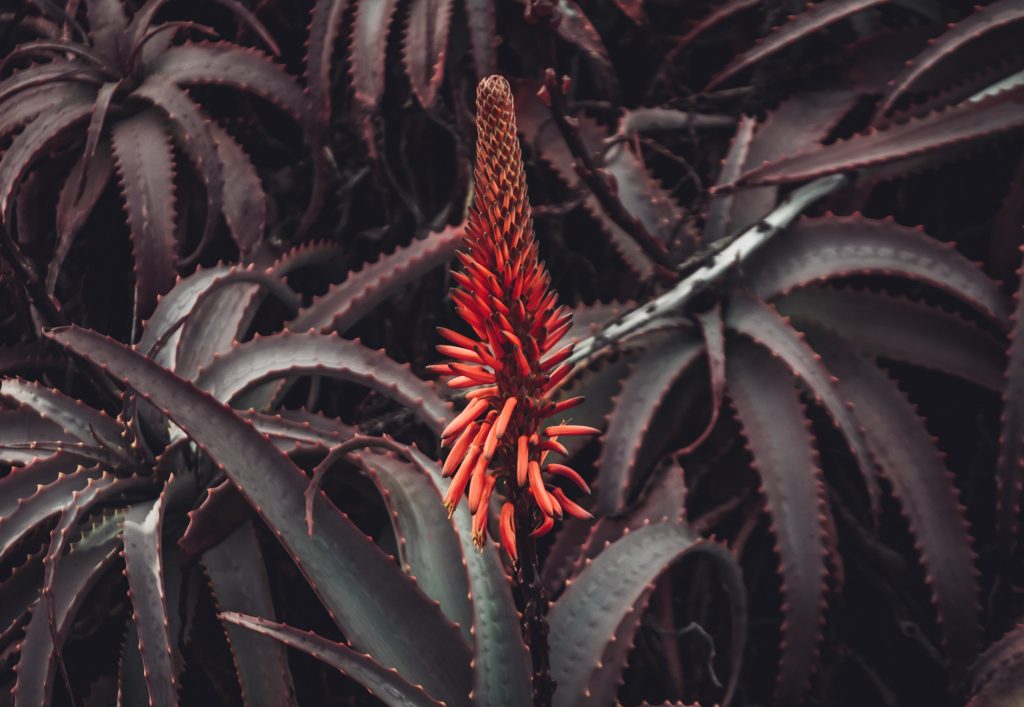 Aloe Mitriformis Blüte in Rot