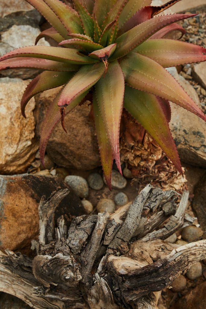 Aloe Mitriformis in Natur