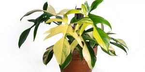 Philodendron Florida Beauty Pflege