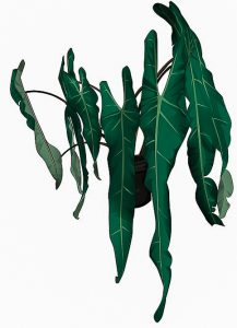 Philodendron Spiritus Sancti Pflege