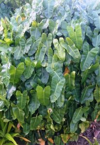 Philodendron Burle Marx Pflege