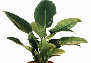 Philodendron Imperial Green Pflege