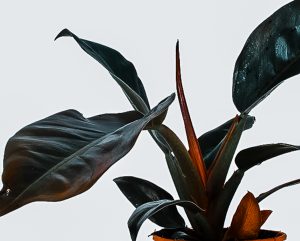 Philodendron Imperial Red Pflege