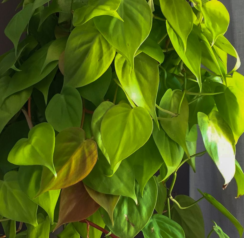 Große Philodendron Lime Pflanze hängend