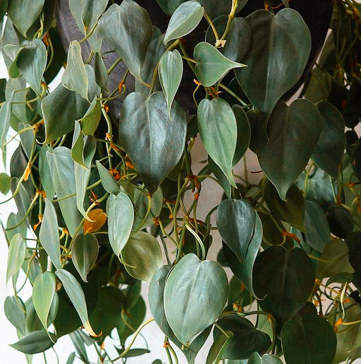 Philodendron Scandens Nahaufnahme