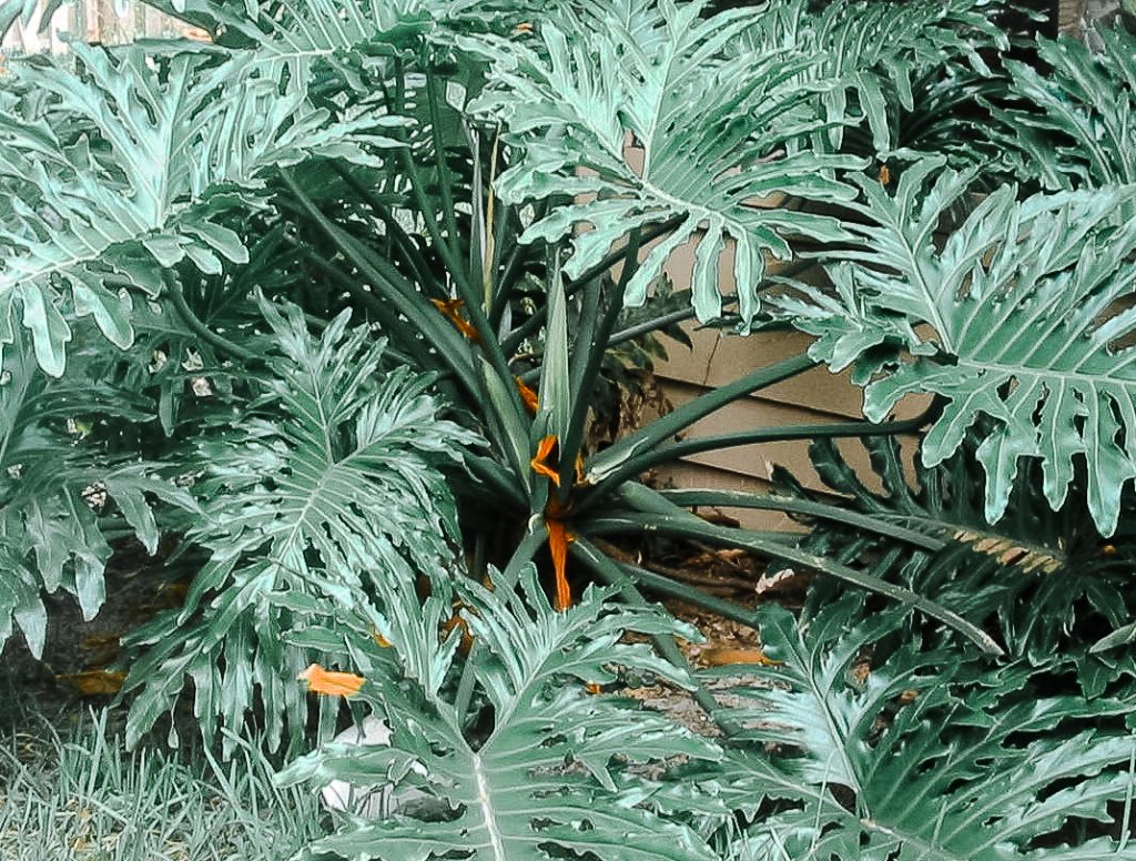 Philodendron Selloum Draußen