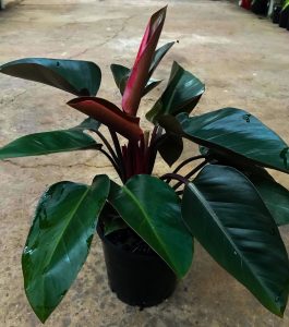 Philodendron Rojo Congo / Philodendron Congo Red