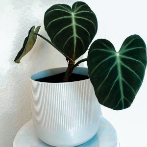 Philodendron Luxurians Pflege