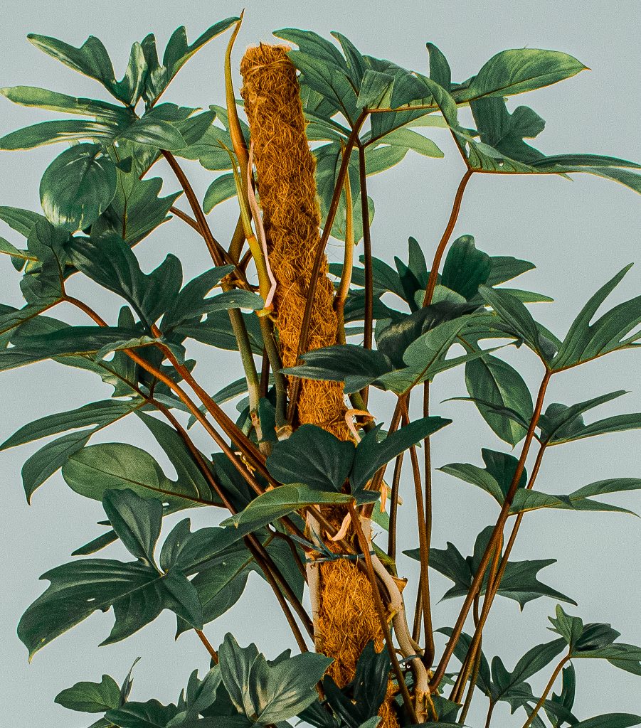 Philodendron Pedatum vor grünem Hintergrund