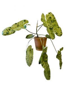 Philodendron Paraiso Verde Pflege