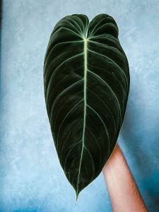 Philodendron Melanochrysum im Porträt