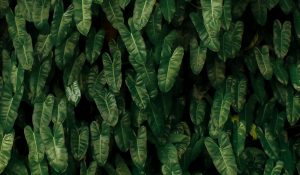 Philodendron Imbe an einer Wand