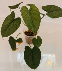 Philodendron Lynnhannoniae / Furcatum