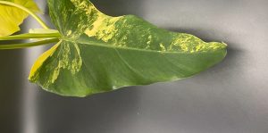 Variegiertes Blatt eines Philodendron Domesticums