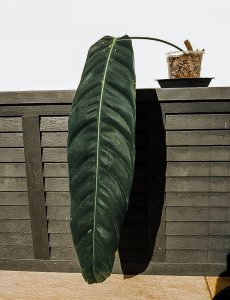 Philodendron Patriciae mit riesigem Blatt