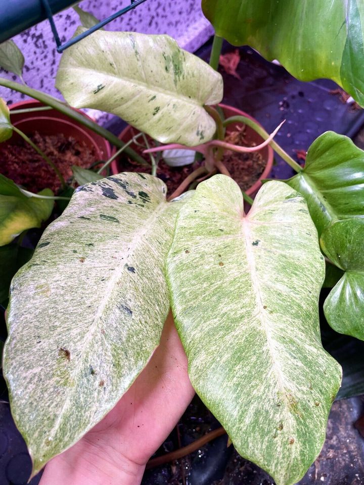 Philodendron Snow Drift