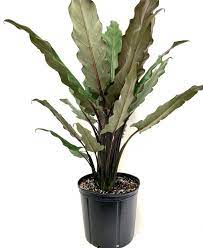 Alocasia Lauterbachiana: Die neueste Must-Have Zimmerpflanze